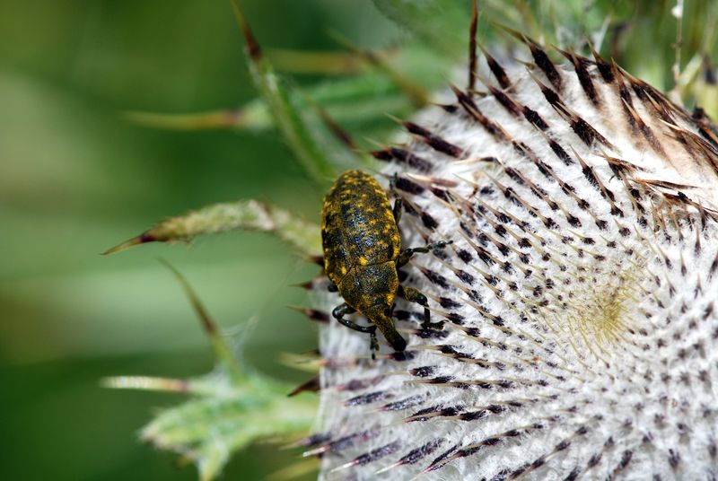 Larinus (Larinodontes) sturnus